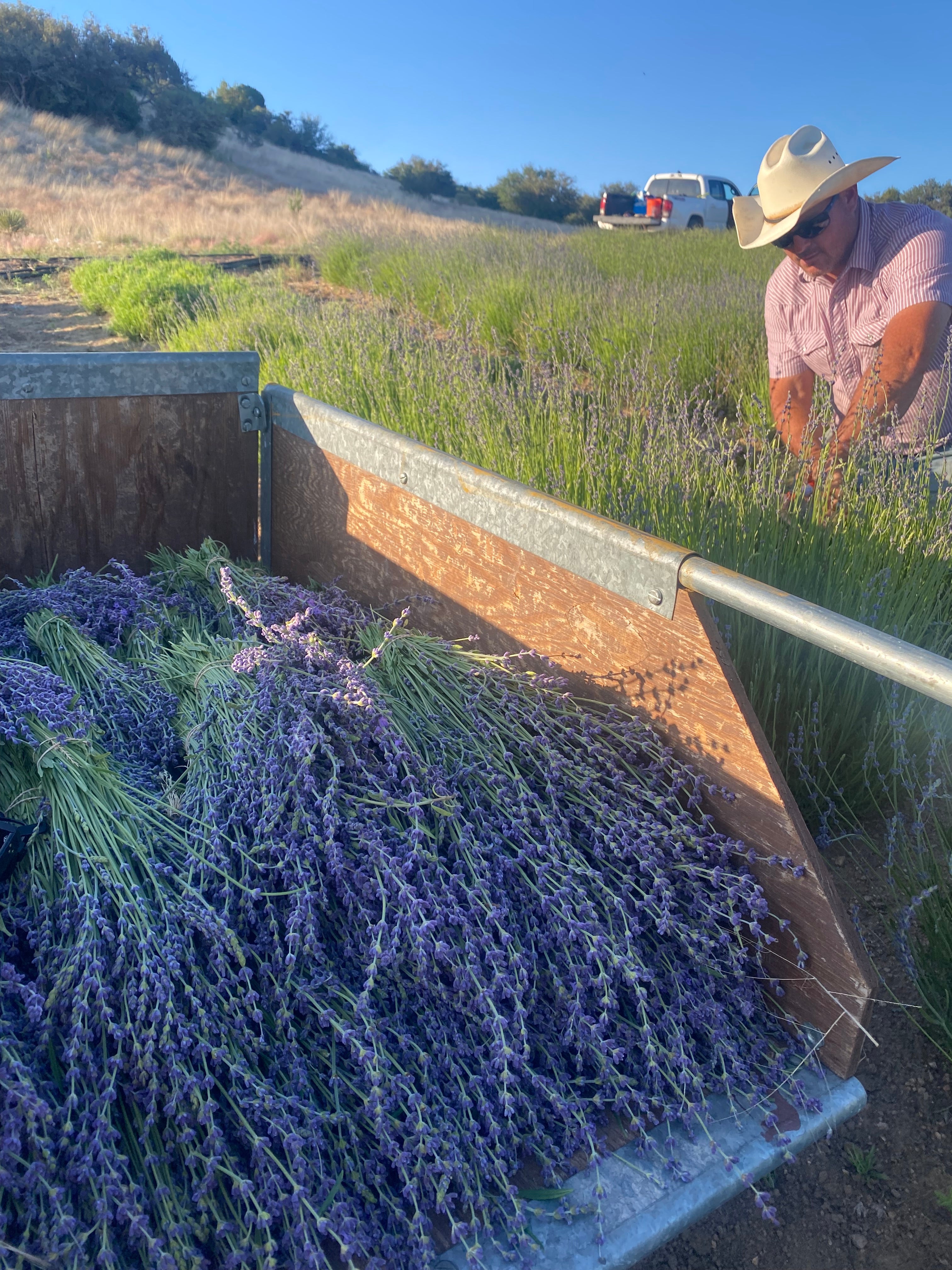 Organic Lavender Bundle